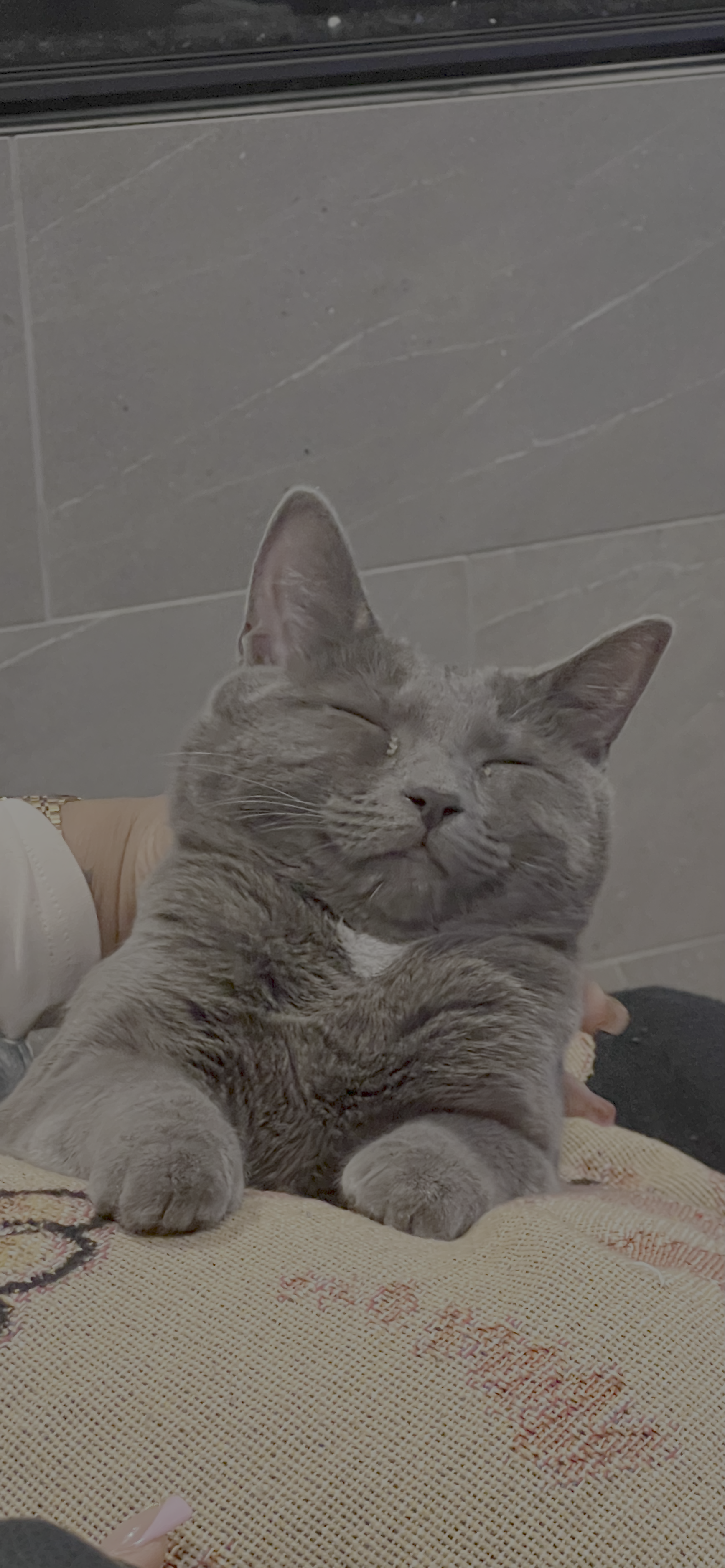 Boa, Oliver’s cat.