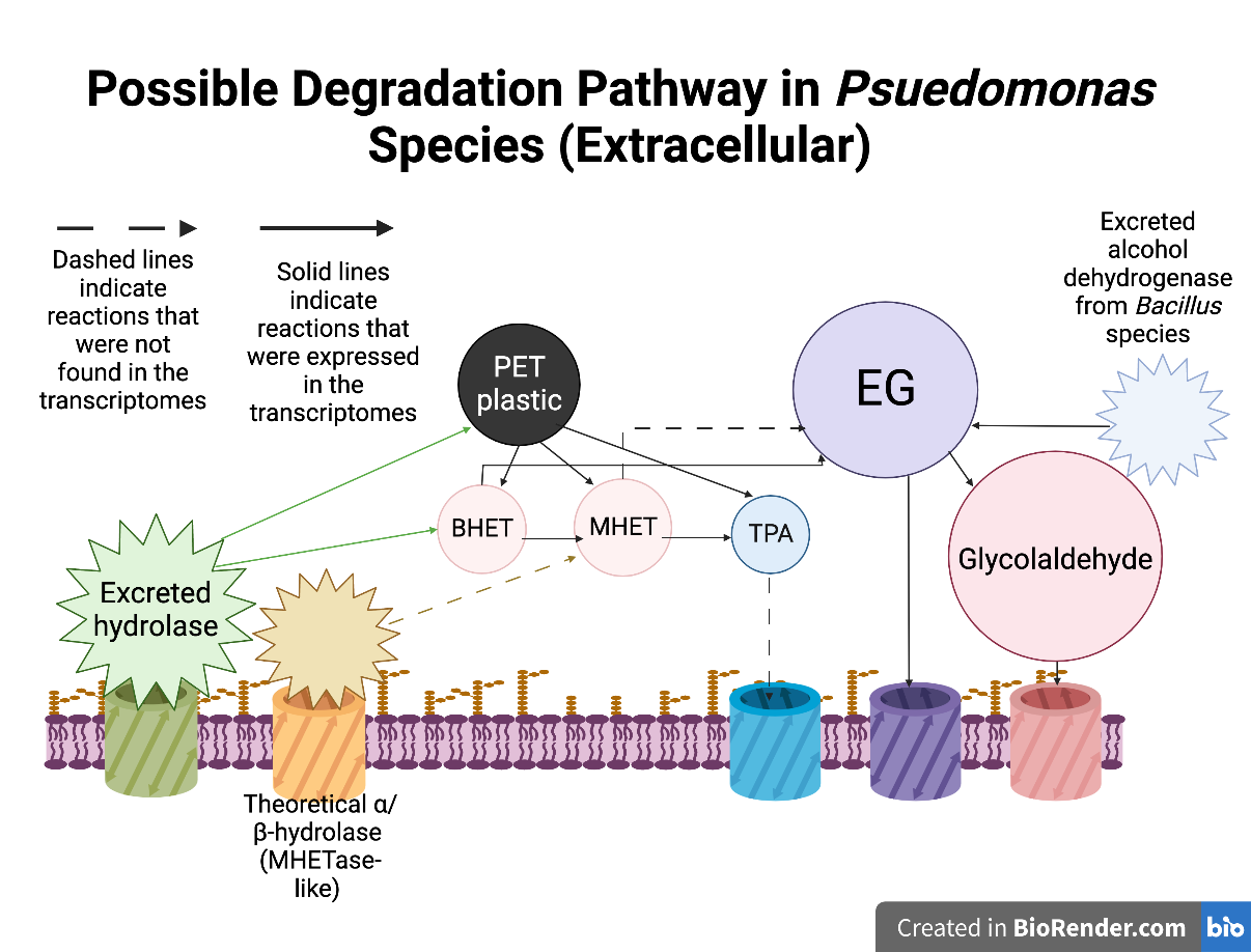 Hypothetical enzymatic pathway for degradation of PET plastic