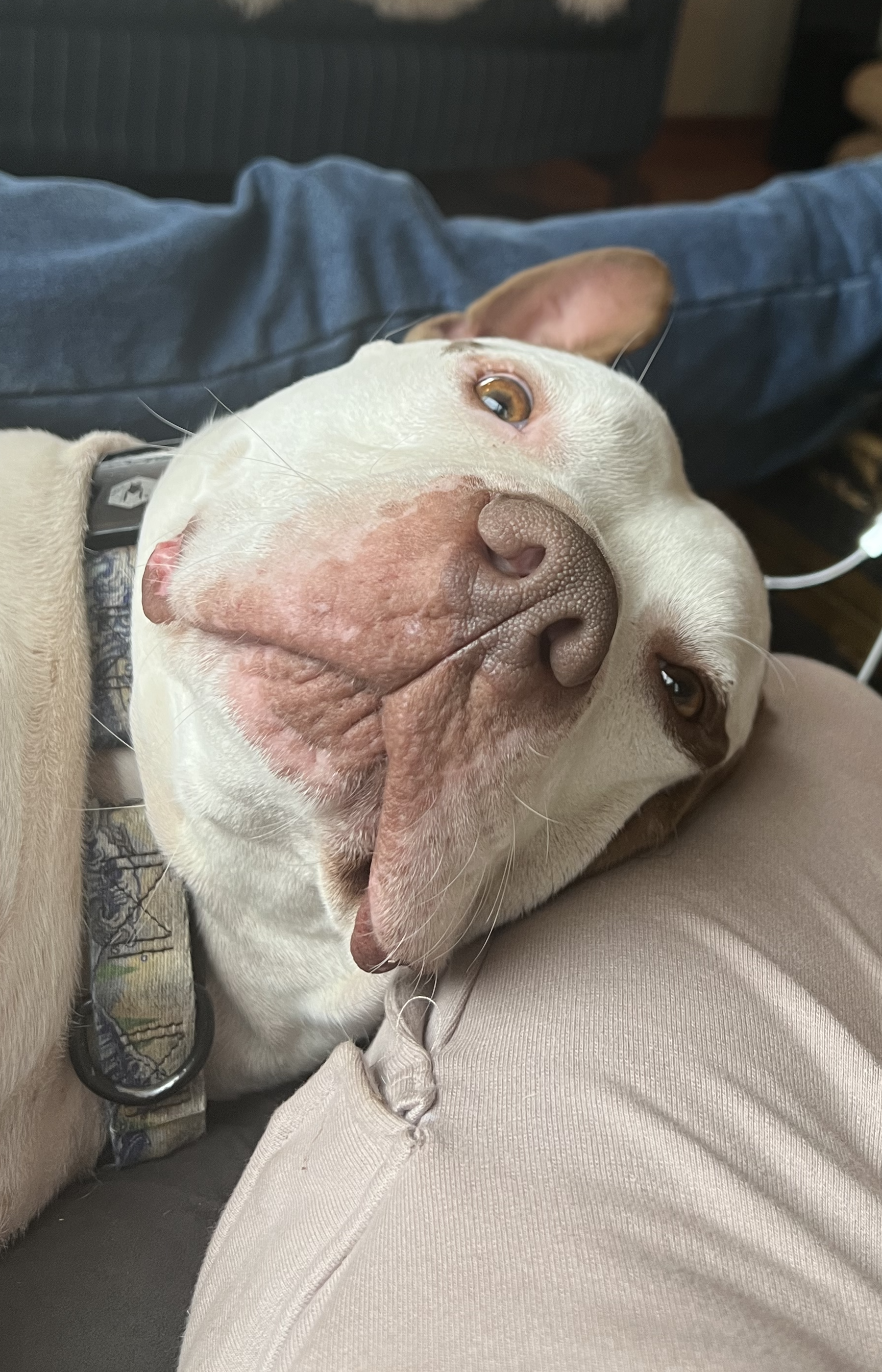 Loki, Oliver’s dog.
